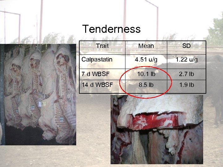 Tenderness Trait Mean SD Calpastatin 4. 51 u/g 1. 22 u/g 7 d WBSF