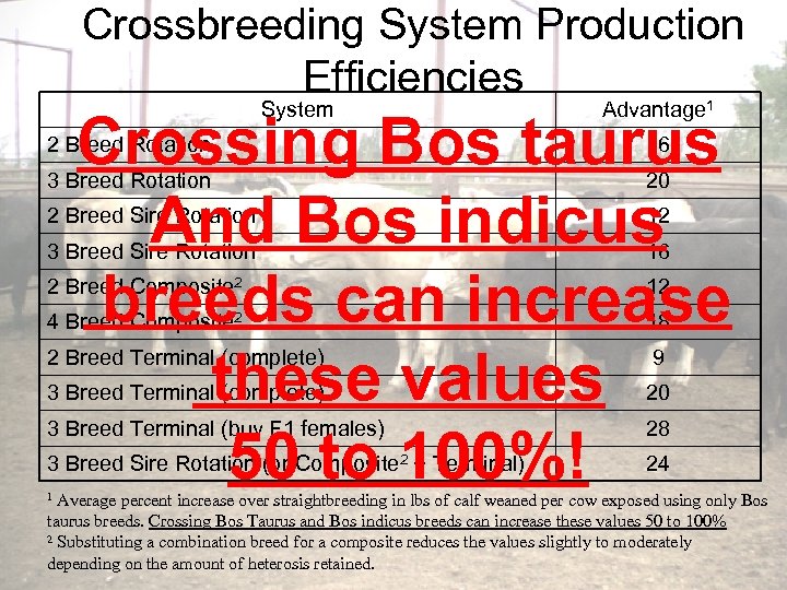 Crossbreeding System Production Efficiencies System Advantage 1 Crossing Bos taurus And Bos indicus breeds