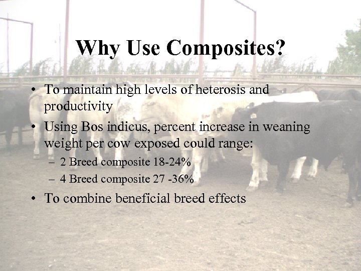 Why Use Composites? • To maintain high levels of heterosis and productivity • Using