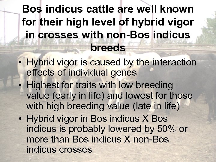 Bos indicus cattle are well known for their high level of hybrid vigor in