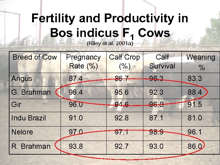 Fertility and Productivity in Bos indicus F 1 Cows (Riley et al. 2001 a)