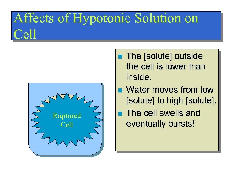 Affects of Hypotonic Solution on Cell n n Swollen Ruptured Swelling Cell n The