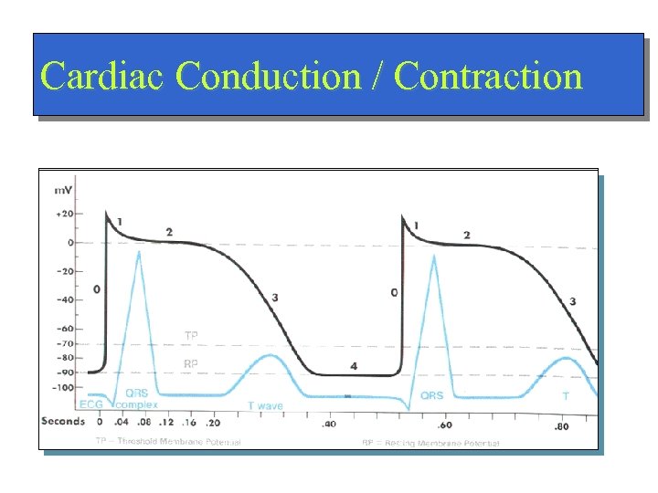 Cardiac Conduction / Contraction 