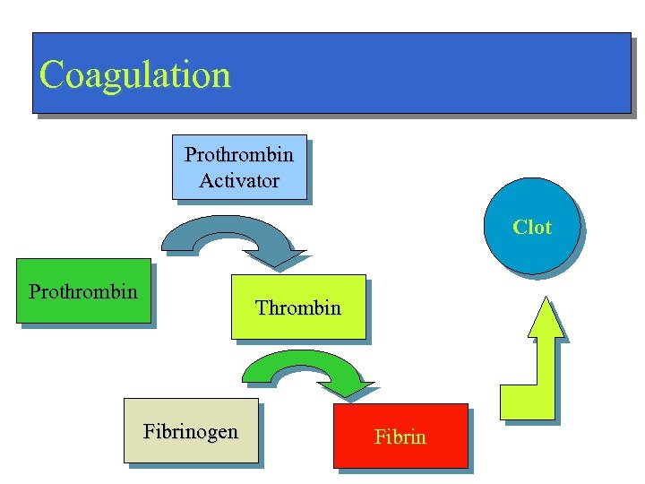 Coagulation Prothrombin Activator Clot Prothrombin Thrombin Fibrinogen Fibrin 