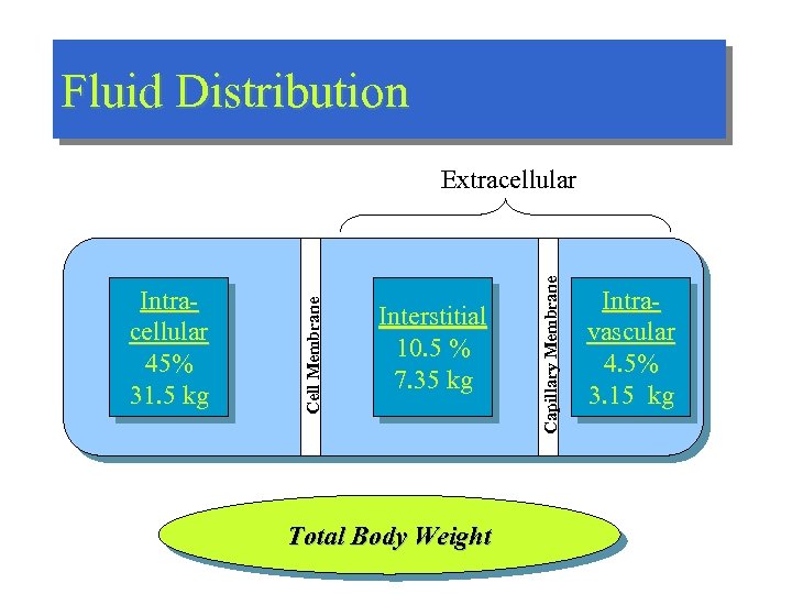 Fluid Distribution Interstitial 10. 5 % 7. 35 kg Total Body Weight Capillary Membrane