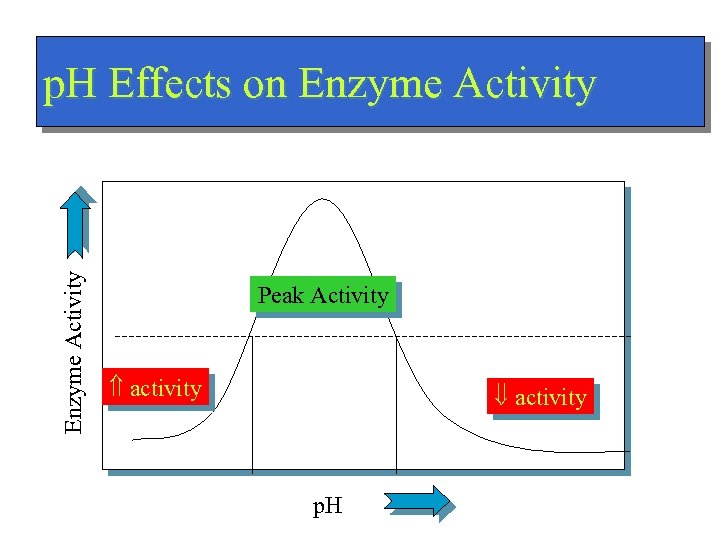 Enzyme Activity p. H Effects on Enzyme Activity Peak Activity activity p. H 