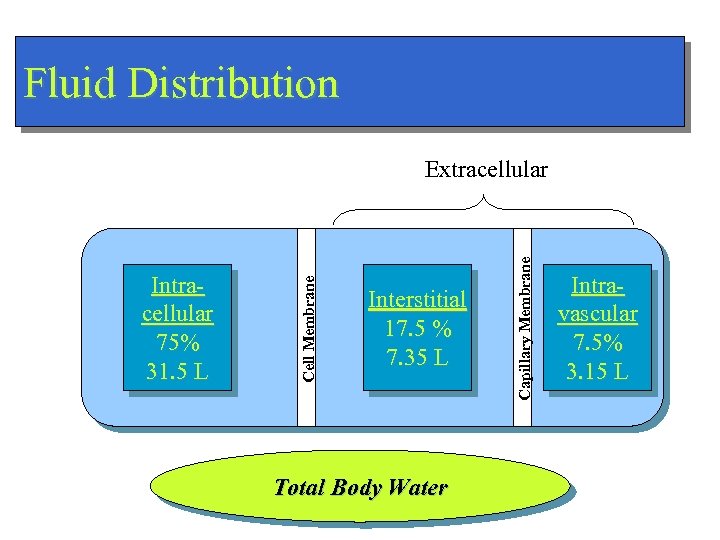 Fluid Distribution Interstitial 17. 5 % 7. 35 L Total Body Water Capillary Membrane