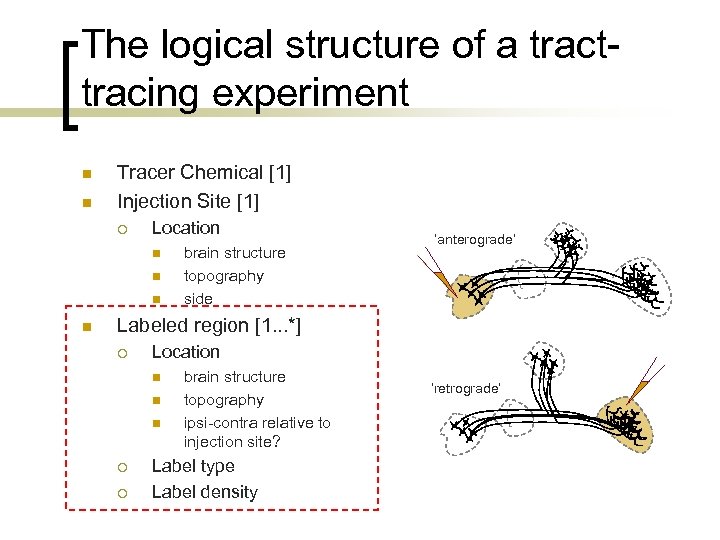 The logical structure of a tracttracing experiment n n Tracer Chemical [1] Injection Site