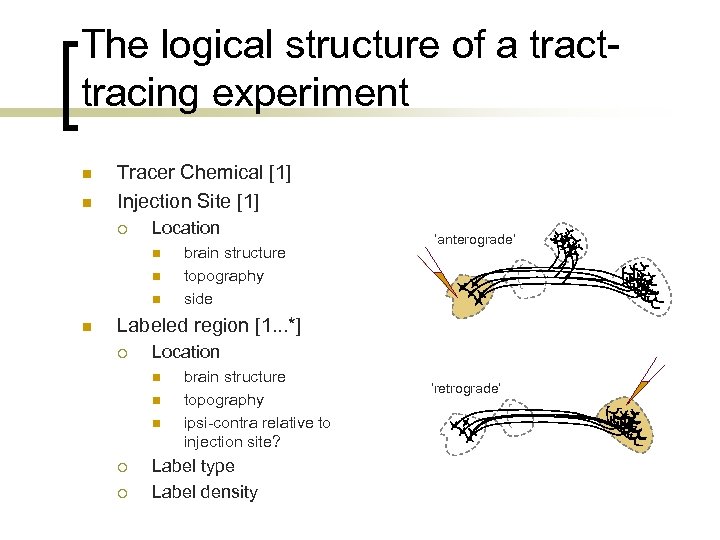 The logical structure of a tracttracing experiment n n Tracer Chemical [1] Injection Site
