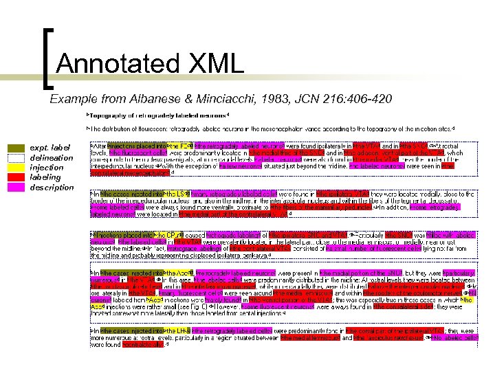 Annotated XML Example from Albanese & Minciacchi, 1983, JCN 216: 406 -420 expt. label