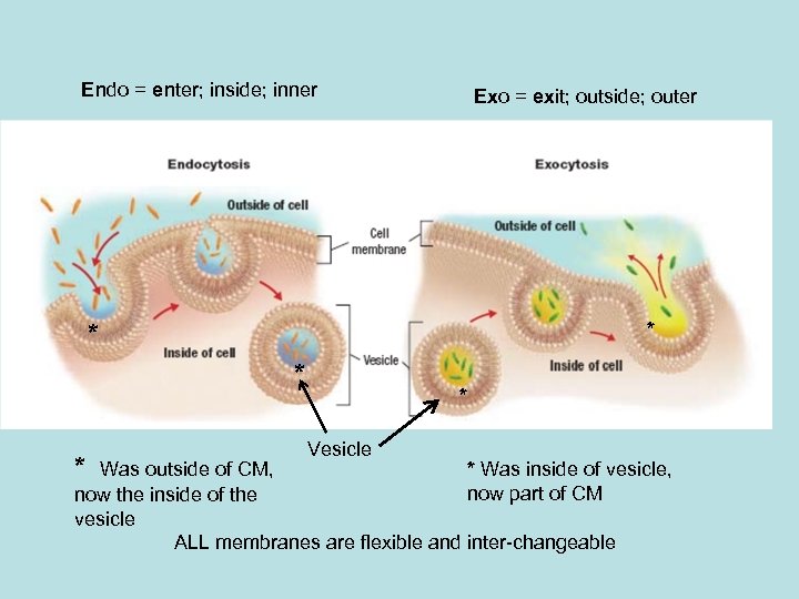 Endo = enter; inside; inner Exo = exit; outside; outer * * * Vesicle