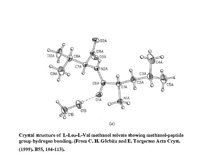 Crystal structure of L-Leu-L-Val methanol solvate showing methanol-peptide group hydrogen bonding. (From C. H.