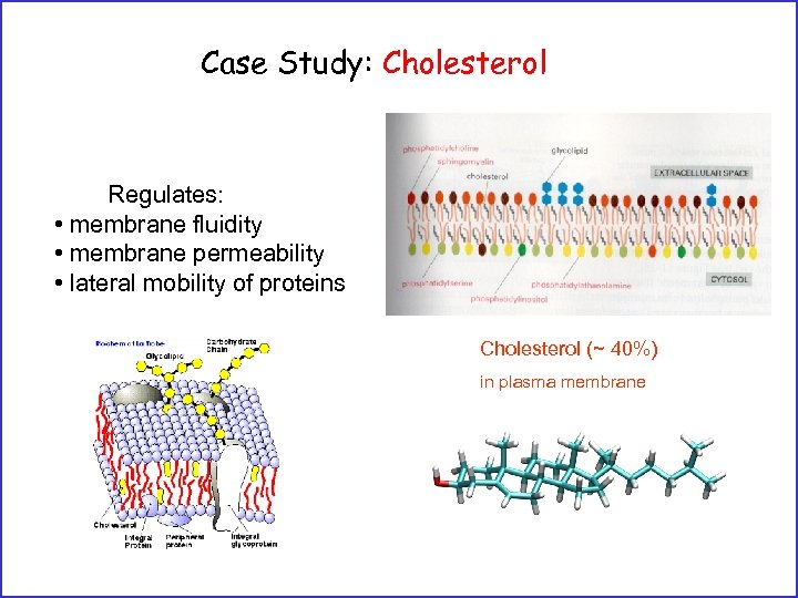 Case Study: Cholesterol Regulates: • membrane fluidity • membrane permeability • lateral mobility of