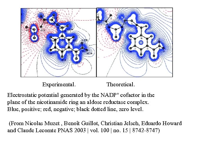 Experimental. Theoretical. Electrostatic potential generated by the NADP+ cofactor in the plane of the