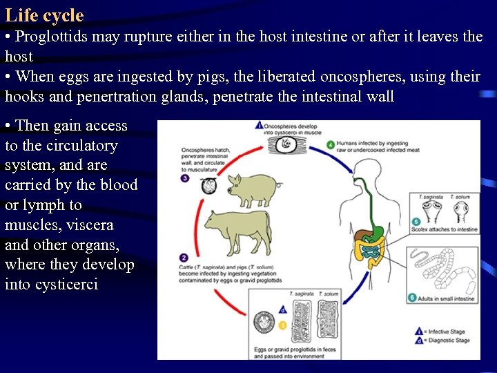 Life cycle • Proglottids may rupture either in the host intestine or after it