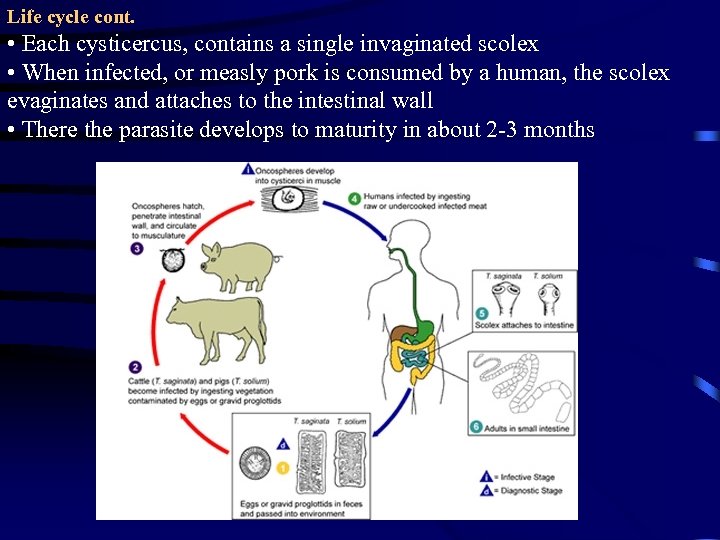 Life cycle cont. • Each cysticercus, contains a single invaginated scolex • When infected,