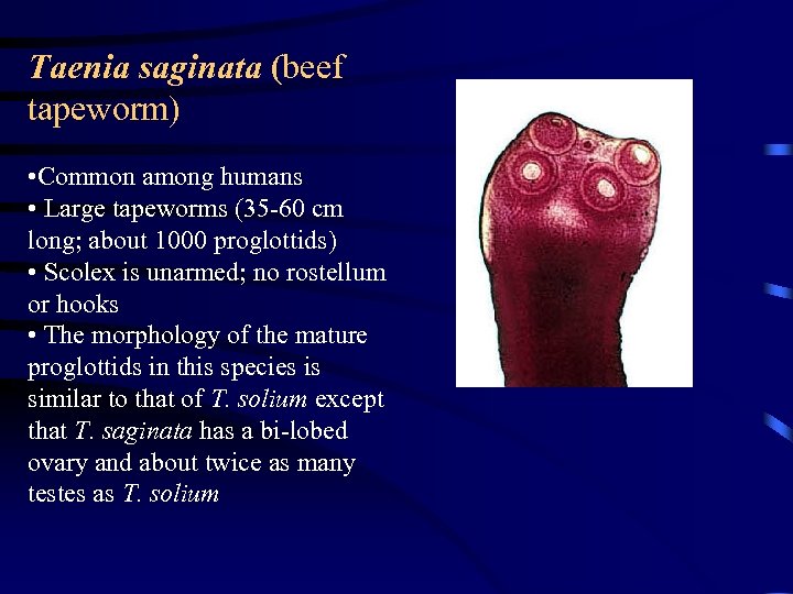 Taenia saginata (beef tapeworm) • Common among humans • Large tapeworms (35 -60 cm