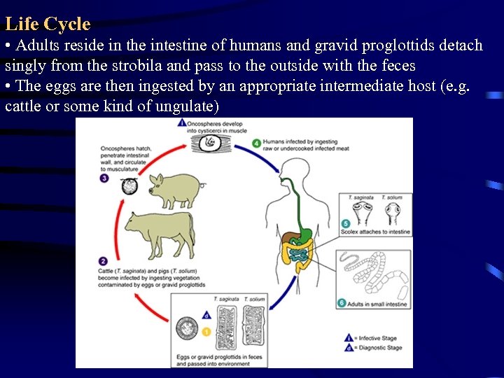 Life Cycle • Adults reside in the intestine of humans and gravid proglottids detach
