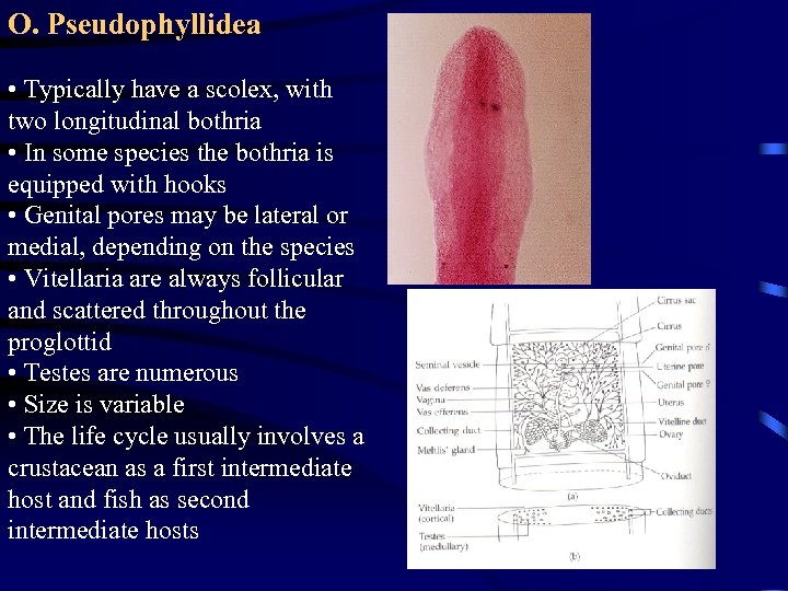 O. Pseudophyllidea • Typically have a scolex, with two longitudinal bothria • In some