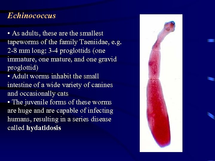 Echinococcus • As adults, these are the smallest tapeworms of the family Taeniidae, e.
