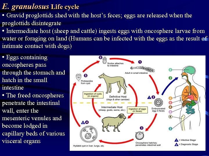 E. granulosus Life cycle • Gravid proglottids shed with the host’s feces; eggs are