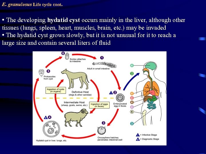 E. granulosus Life cycle cont. • The developing hydatid cyst occurs mainly in the