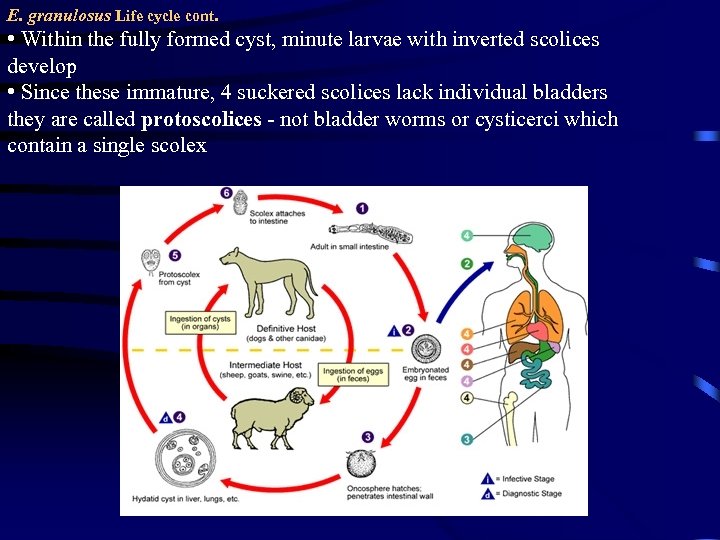 E. granulosus Life cycle cont. • Within the fully formed cyst, minute larvae with