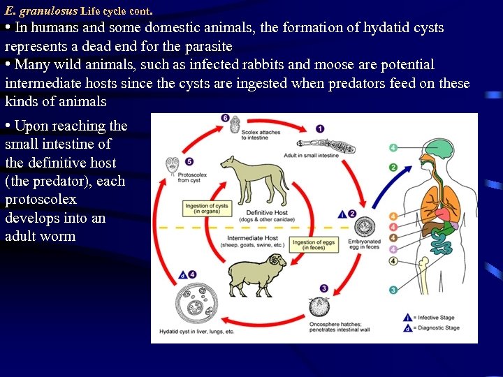 E. granulosus Life cycle cont. • In humans and some domestic animals, the formation
