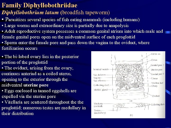 Family Diphyllobothriidae Diphyllobothrium latum (broadfish tapeworm) • Parasitizes several species of fish eating mammals