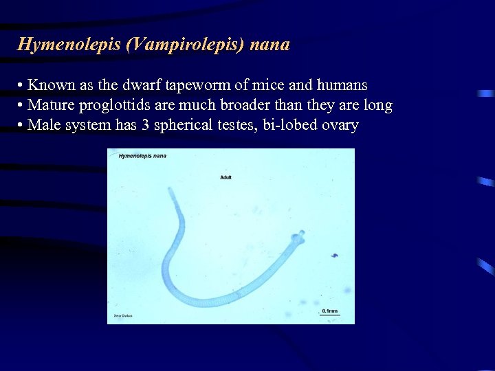 Hymenolepis (Vampirolepis) nana • Known as the dwarf tapeworm of mice and humans •