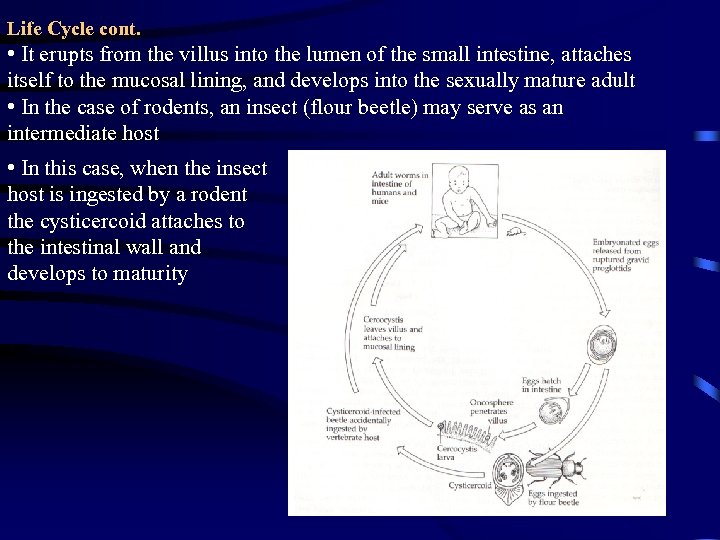 Life Cycle cont. • It erupts from the villus into the lumen of the