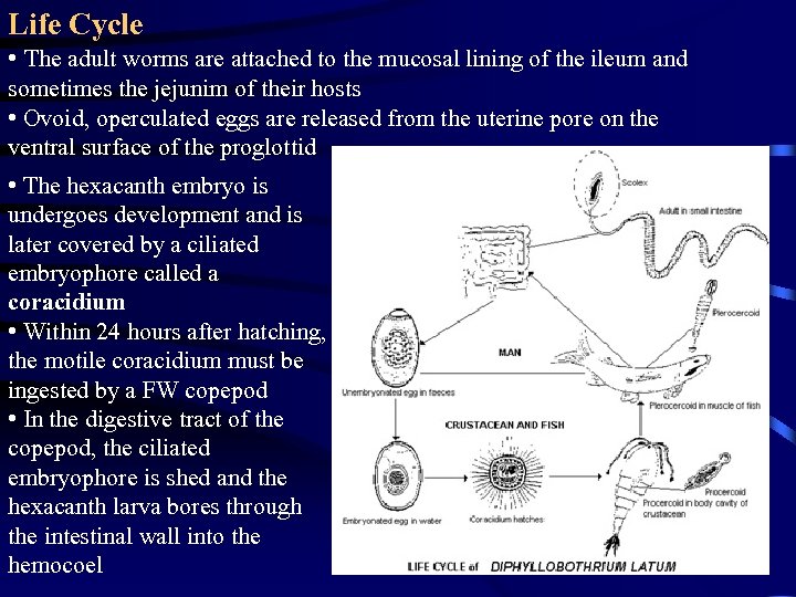 Life Cycle • The adult worms are attached to the mucosal lining of the