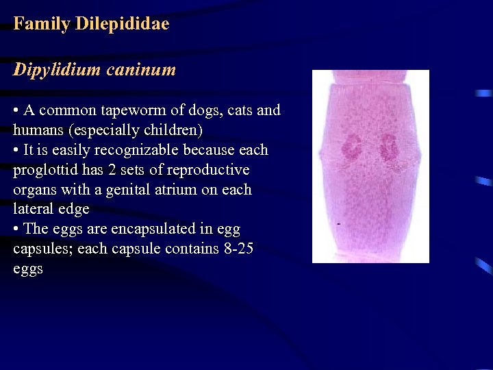 Family Dilepididae Dipylidium caninum • A common tapeworm of dogs, cats and humans (especially
