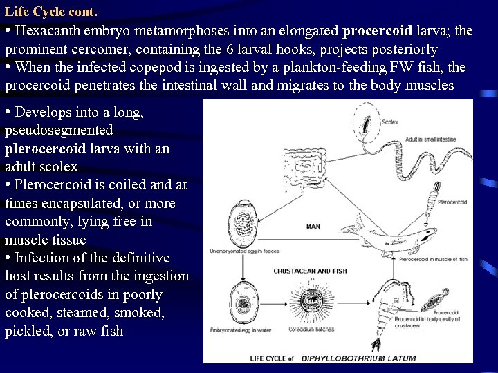 Life Cycle cont. • Hexacanth embryo metamorphoses into an elongated procercoid larva; the prominent