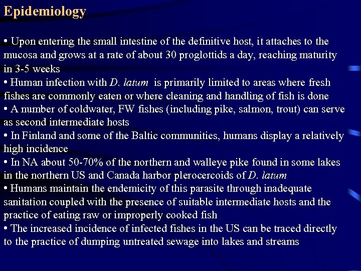 Epidemiology • Upon entering the small intestine of the definitive host, it attaches to