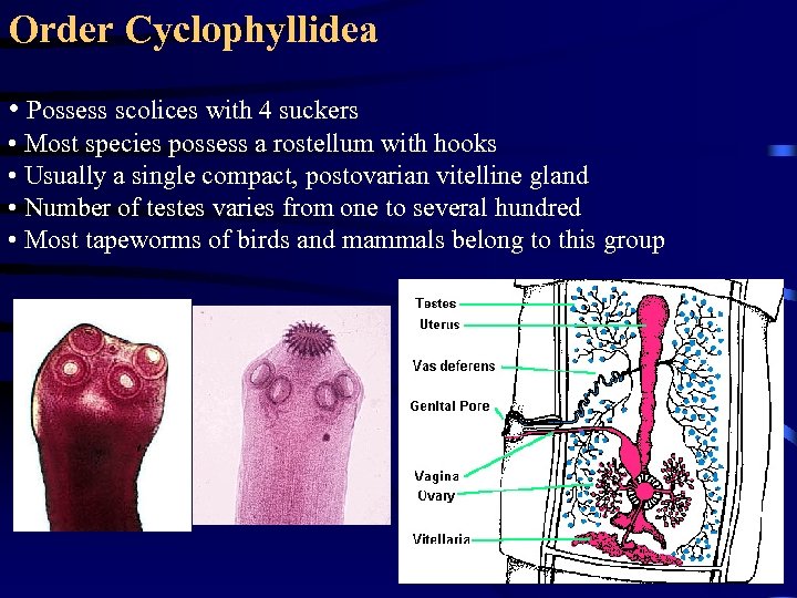 Order Cyclophyllidea • Possess scolices with 4 suckers • Most species possess a rostellum