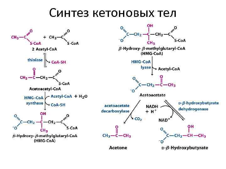 Теле синтез. Регуляторный фермент синтеза кетоновых тел. Схема реакции синтеза кетоновых тел. Синтез кетоновых тел в печени. Схема синтеза кетоновых тел в биохимии.