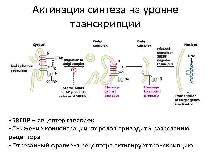 Уровень транскрипции. Активация транскрипции. Активация рецепторов. Регуляция на уровне транскрипции. Регуляция синтеза холестерина на уровне транскрипции.