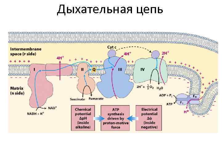 Дыхательная цепь. Активаторы дыхательной цепи. Полная и короткая дыхательная цепь. 2 Комплекс дыхательной цепи. Уравнение дыхательной цепи.