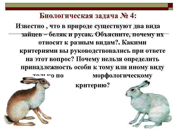 Биологическая задача № 4: Известно , что в природе существуют два вида зайцев –