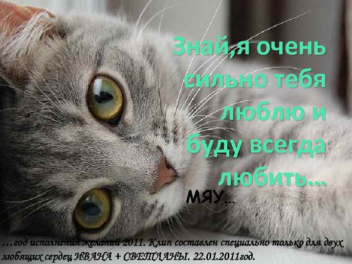 Знай, я очень сильно тебя люблю и буду всегда любить… МЯУ… …год исполнения желаний