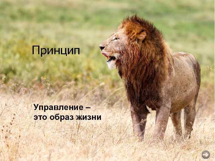Принцип Управление – это образ жизни 