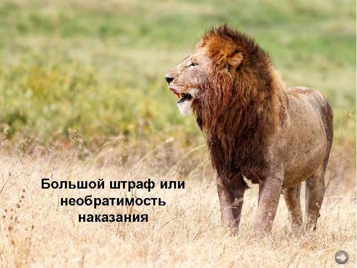 Большой штраф или необратимость наказания 