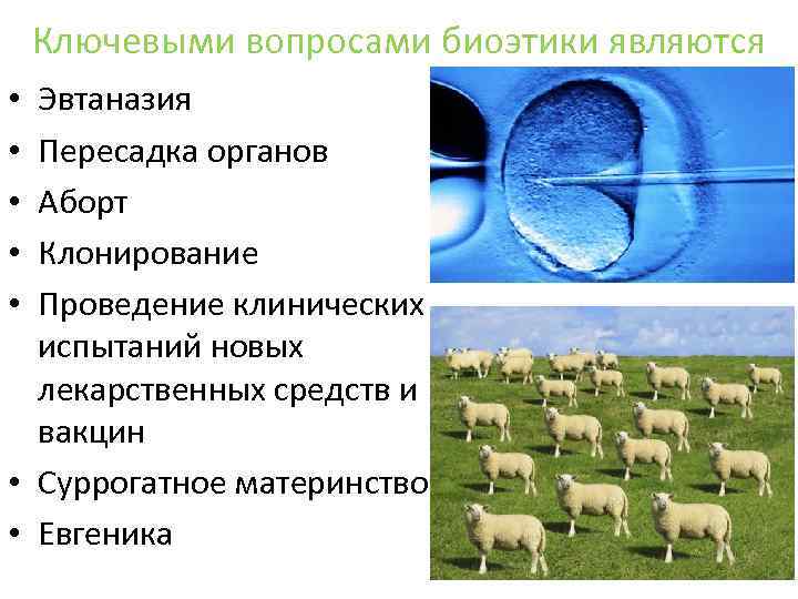 Ключевыми вопросами биоэтики являются Эвтаназия Пересадка органов Аборт Клонирование Проведение клинических испытаний новых лекарственных
