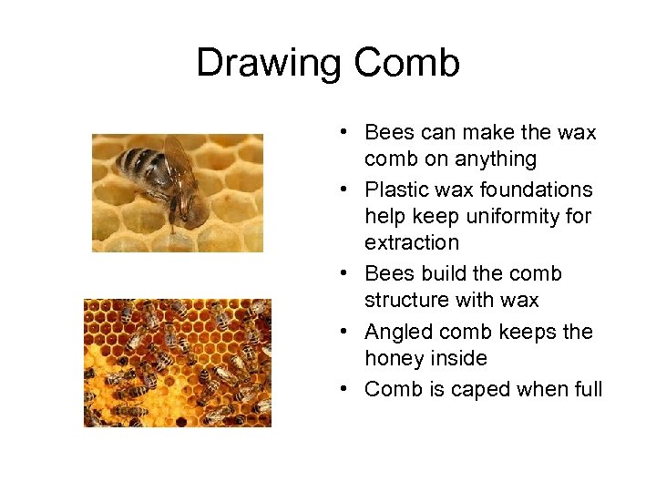 Drawing Comb • Bees can make the wax comb on anything • Plastic wax