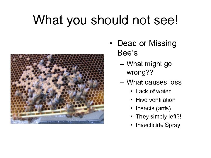 What you should not see! • Dead or Missing Bee’s – What might go