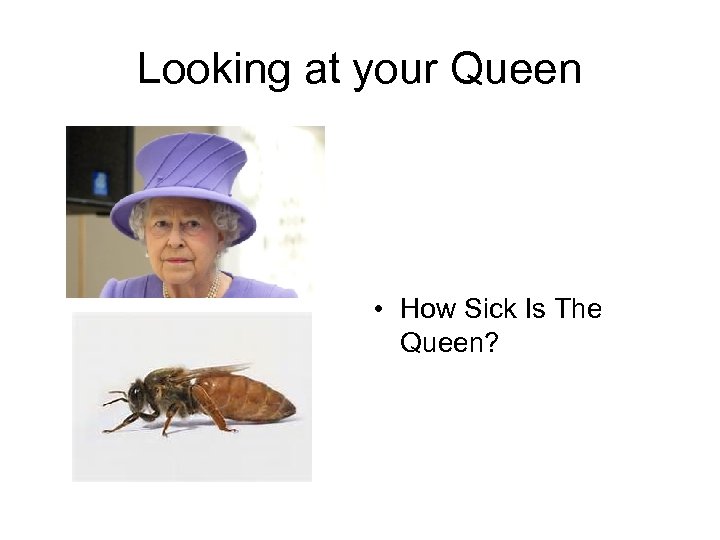 Looking at your Queen • How Sick Is The Queen? 