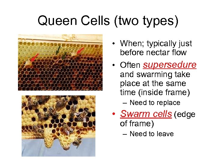 Queen Cells (two types) • When; typically just before nectar flow • Often supersedure