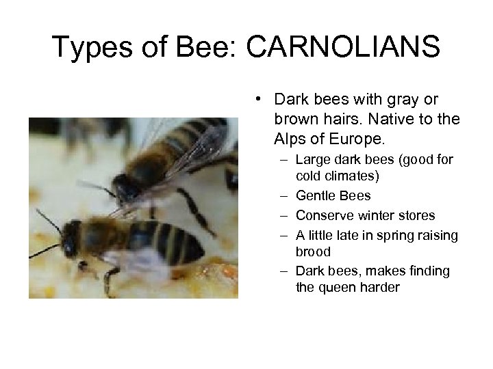 Types of Bee: CARNOLIANS • Dark bees with gray or brown hairs. Native to