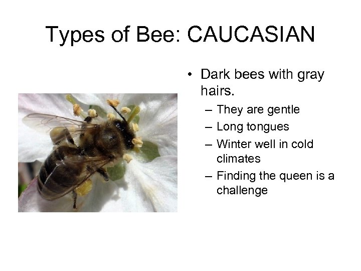 Types of Bee: CAUCASIAN • Dark bees with gray hairs. – They are gentle